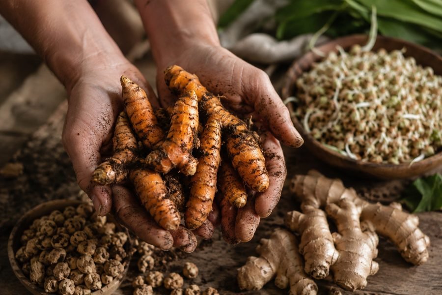 Curcuma frais fraîchement récolté tenu dans des mains
